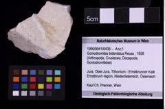 Foto (Objekt + Etiketten) von Goniodromites bidentatus (Reuss, 1858) (NHMW-GEO-1990-0041-0436)